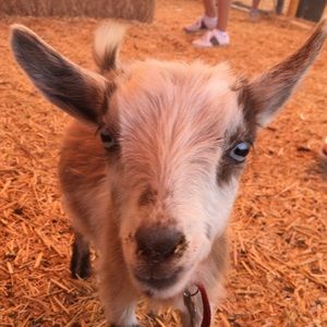 Meet your Posher, Vee